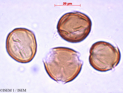 ISEM 1/Malus_robusta_27878/Malus_robusta_27878_0001(copy)_thumb.jpg
